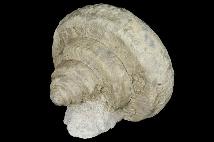 Mississipian Gastropod (Euomphalus) Fossil - Iowa #130281